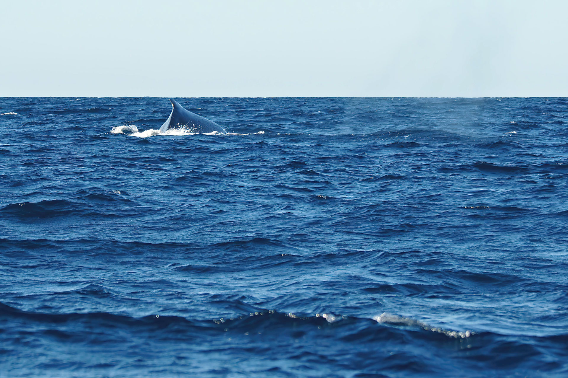 Whale-Watching vor der Küste von Itaty: In großen Gruppen ziehen Buckelwale jedes Jahr in warme, tropische Breiten um dort ihre Jungtiere zur Welt zu bringen.